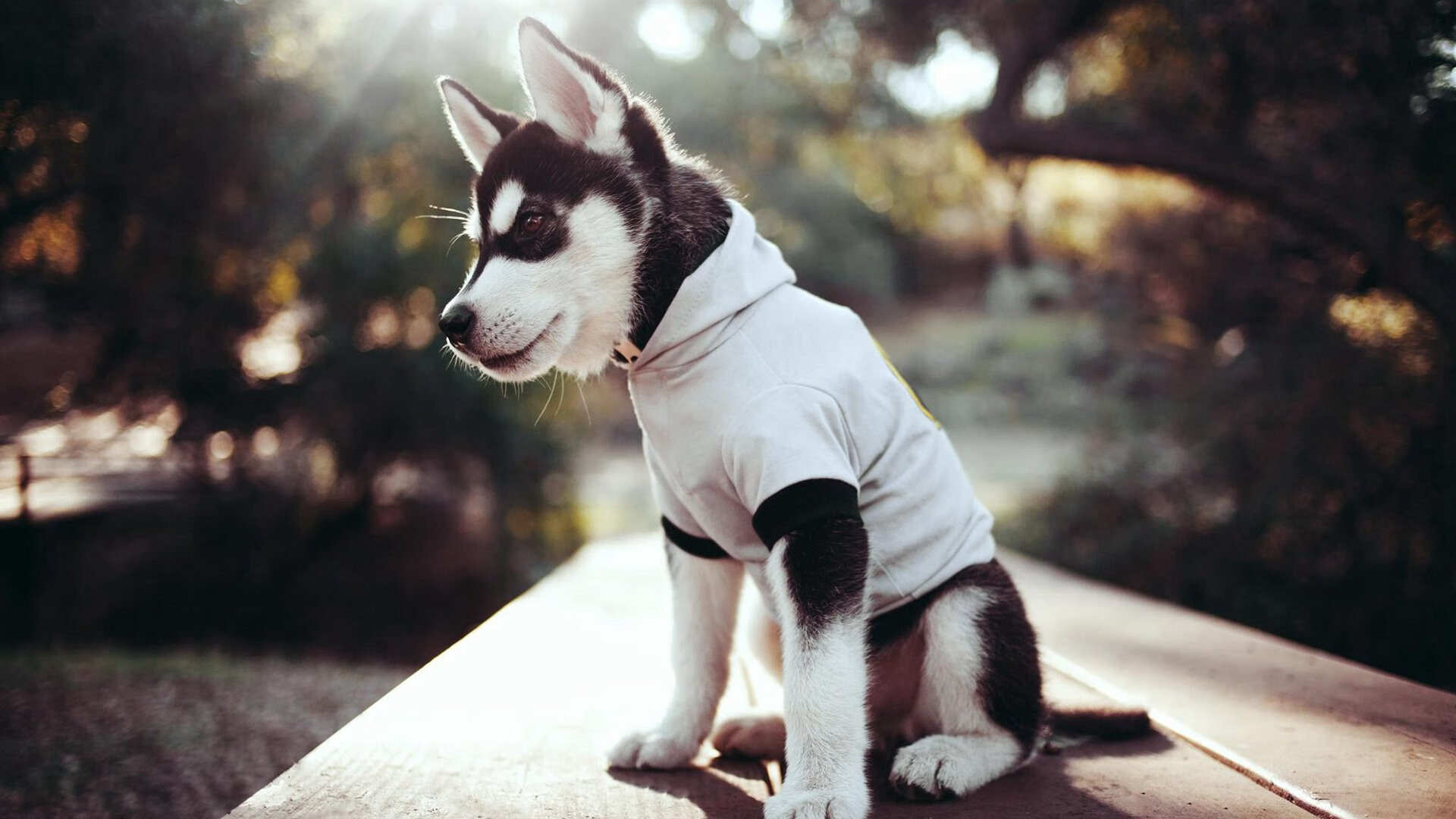 _老鹰外线火力全开,击败活塞_,老鹰hunter