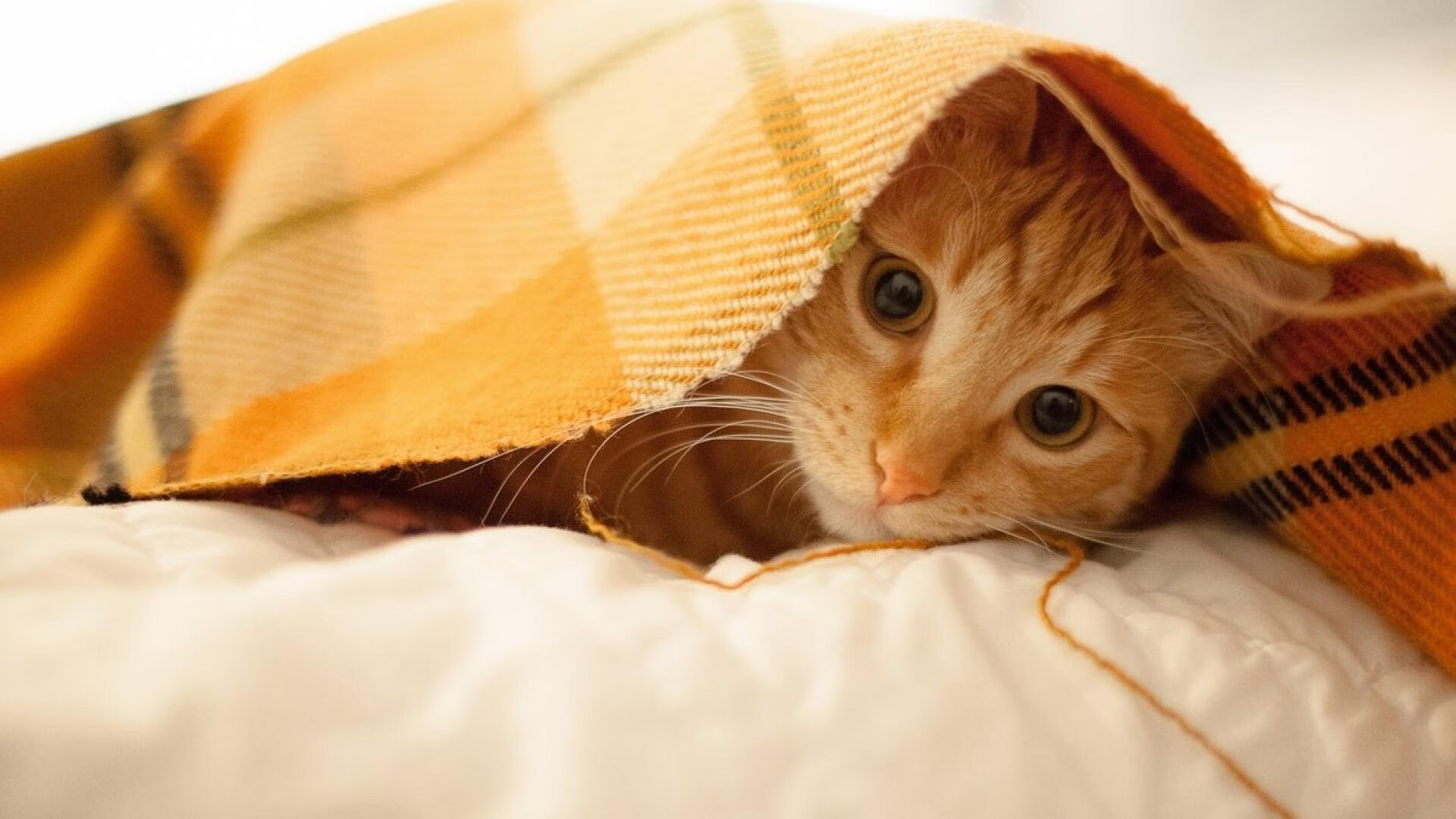 【训练花絮】核心球员高强度训练的幕后，球星教你核心力量训练