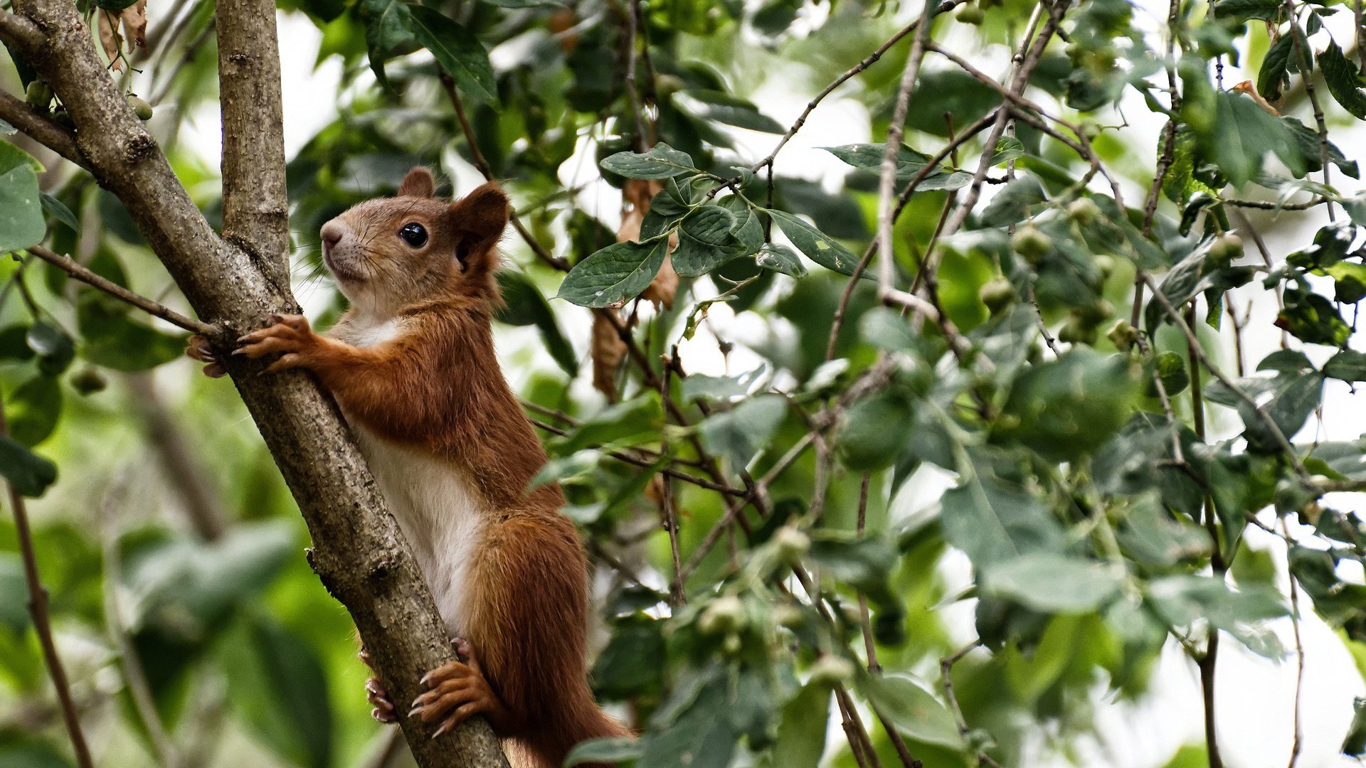 哈维·西蒙斯转会至巴黎圣日耳曼，哈维梅西