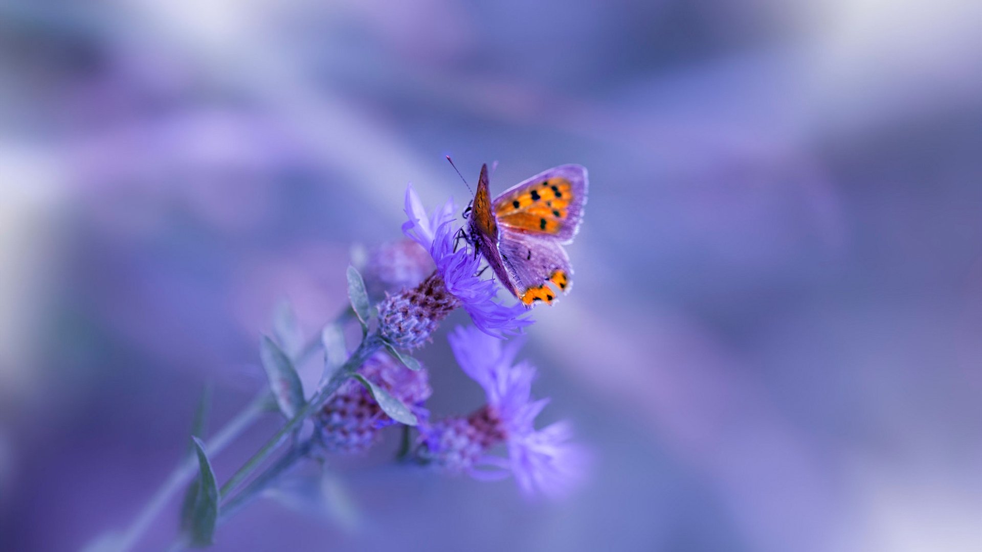 开云体育-“德甲强大阵容炫技,比赛精彩纷呈”,德甲最强